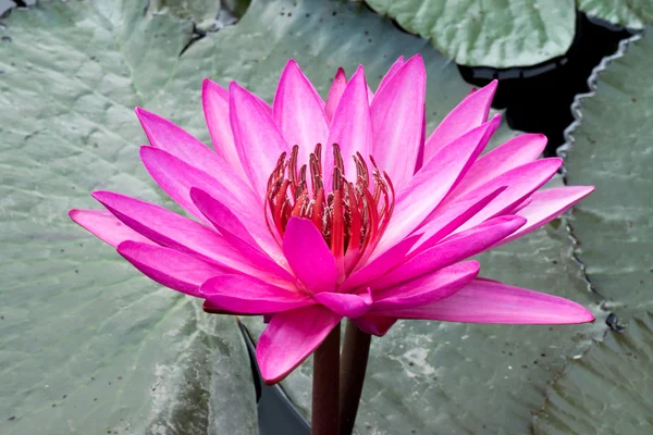 Pink Lotus flower — Stock Photo, Image