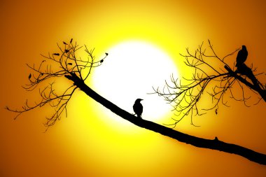 Birds on branches and sunshine clipart