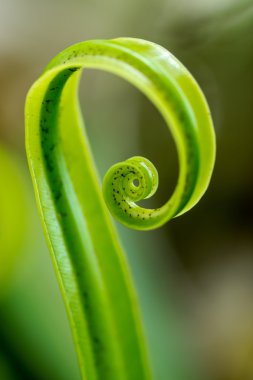 kuş yumuşak yaprakları eğreltiotu (asplenium nidus iç içe.)