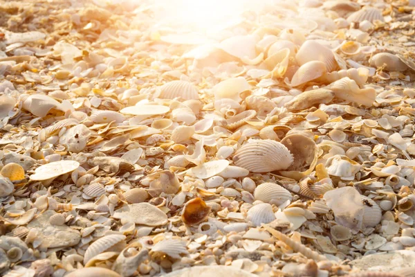 Φόντο από άμμο και κοχύλια — Φωτογραφία Αρχείου