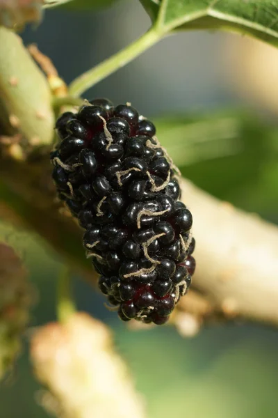 Morera con hoja en árbol — Foto de Stock