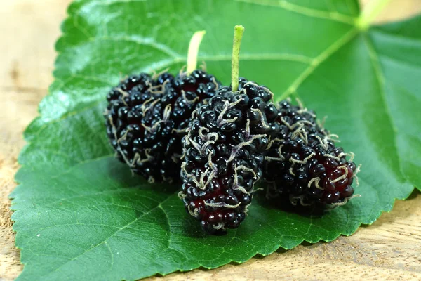 Morera con hoja — Foto de Stock