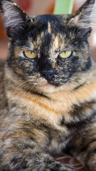 Um gato zangado olhando — Fotografia de Stock