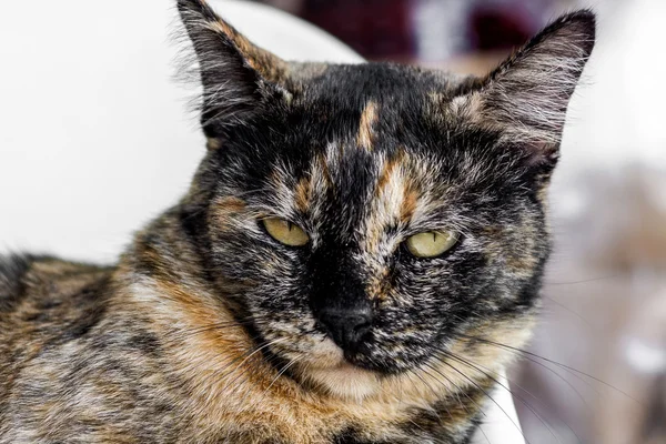 Un gato enojado mirando — Foto de Stock