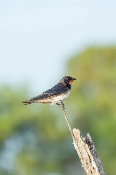 Pájaros posan en ramas — Foto de Stock