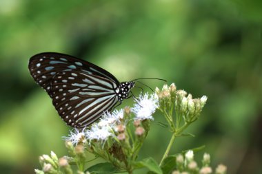 Beyaz bir çiçek kelebek