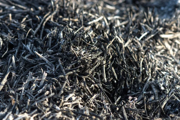 草的炭 — 图库照片