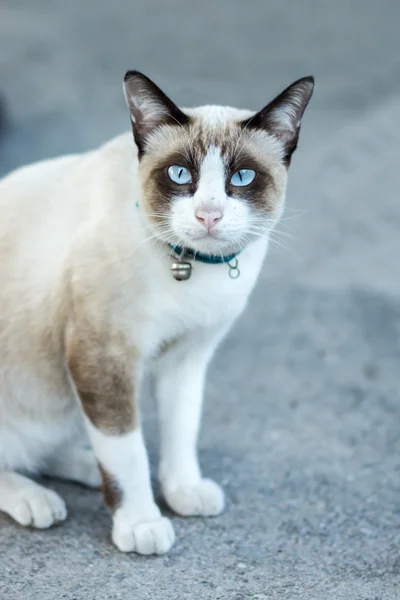 Angry gray cat — Stock Photo, Image