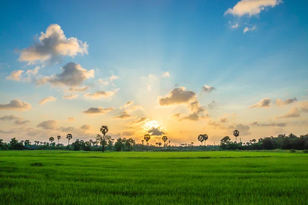 Ris fält grönt gräs blå himmel moln mulet landskap bak — Stockfoto