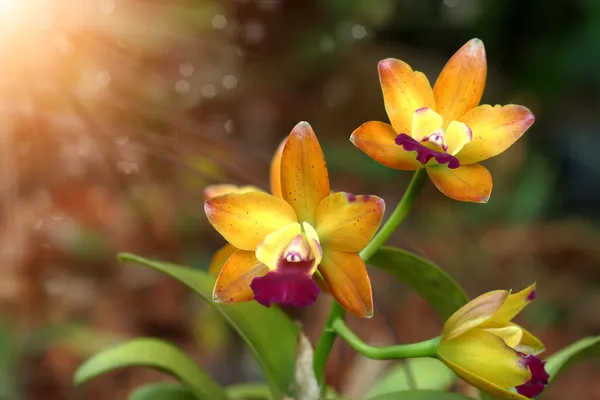 Mini turuncu orkide çiçekler.