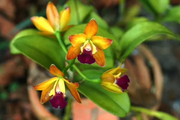 Mini orange orchid flowers. — Stock Photo, Image