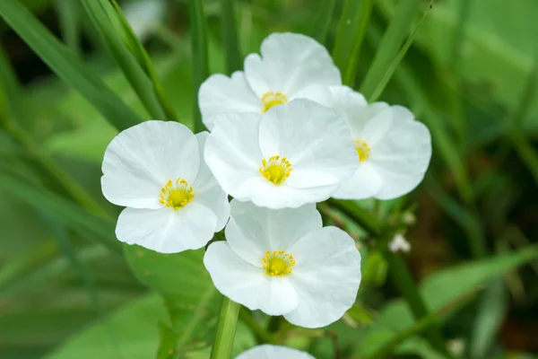 Burhead, Texas mud baby flower. — Stock Photo, Image