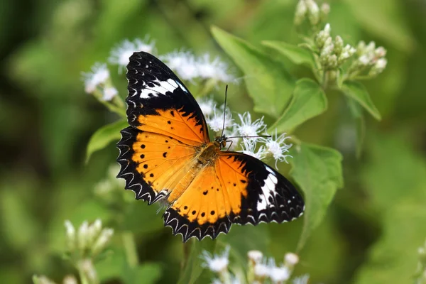 Motyl na biały kwiat — Zdjęcie stockowe