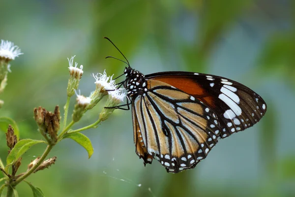 Schmetterling auf einer weißen Blume — Stockfoto