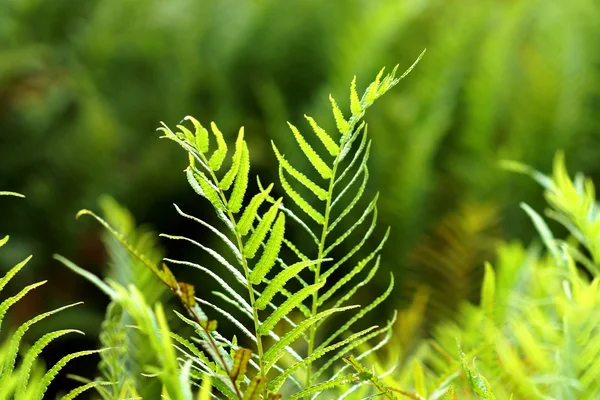 Samambaia verde crescendo na floresta — Fotografia de Stock