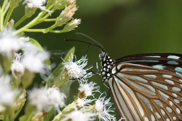 Papillon sur une fleur blanche — Photo