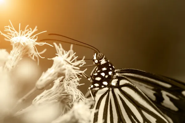 白い花に蝶のマクロ — ストック写真