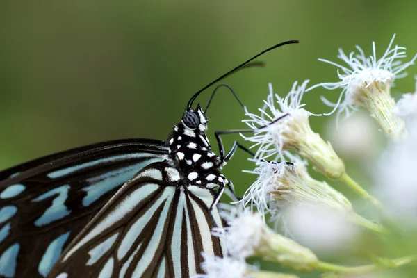 Macro di Farfalla su un fiore bianco — Foto Stock