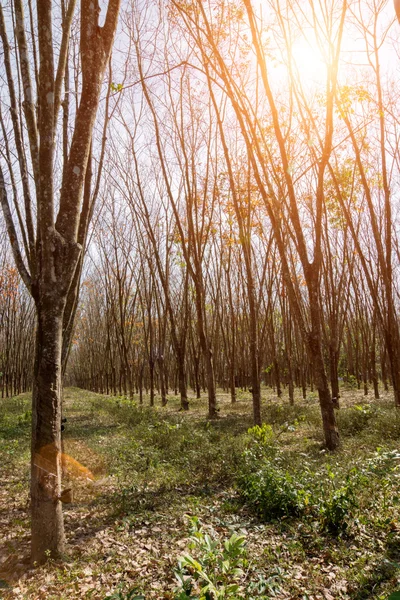 Kauçuk ağaçları yapraklarını, sonbaharda döken.. — Stok fotoğraf