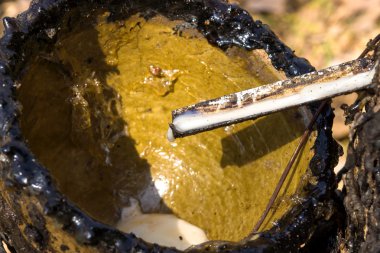 Kuru kauçuk lateks kauçuk ağaçları.