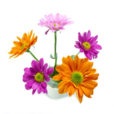 Kasımpatı çiçeği beyaz zemin üzerine ayır.