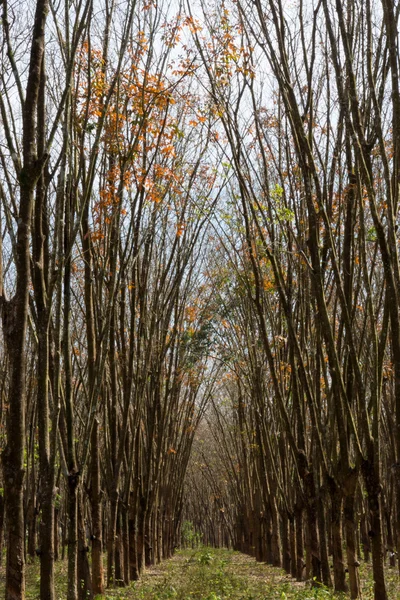 Les arbres en caoutchouc perdent leurs feuilles, en automne . — Photo