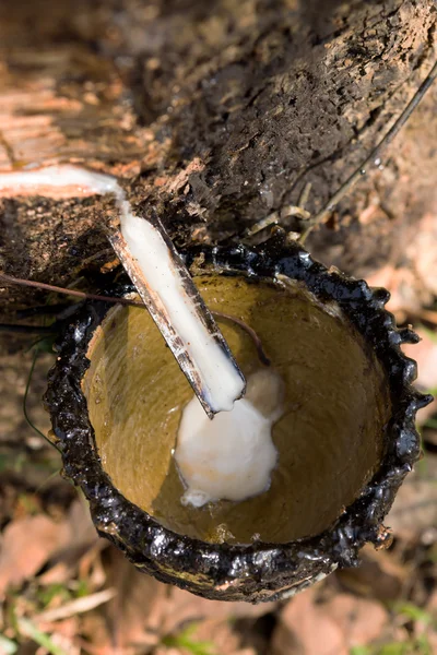 Сухой резиновый латекс из резиновых деревьев . — стоковое фото