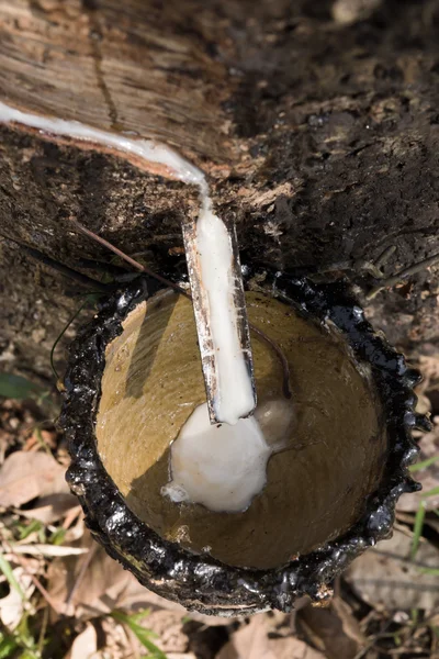 Lattice di gomma secca degli alberi di gomma . — Foto Stock