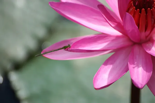 粉红莲花 — 图库照片