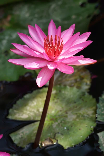 Růžový lotosový květ — Stock fotografie