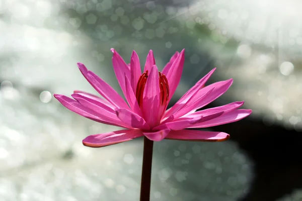 Pink Lotus flower — Stock Photo, Image