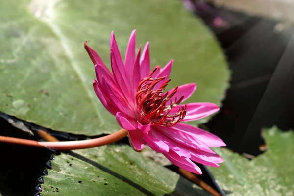 Flor de lótus rosa — Fotografia de Stock