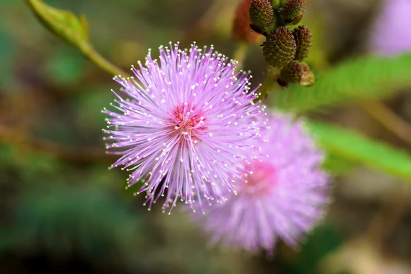 Macro of pink flowers sensitive plant. — Stock Photo, Image