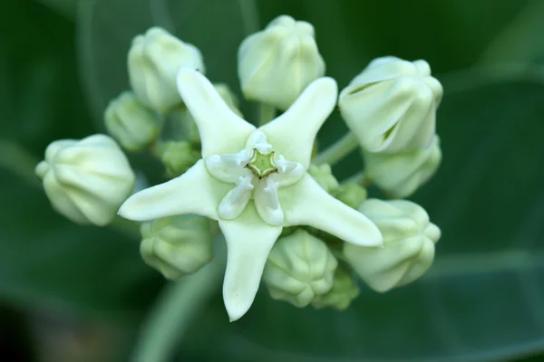 Colorato fiore bianco, fiore della corona . — Foto Stock