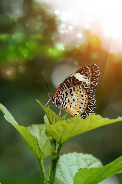 Schöner Schmetterling auf einem Blatt — Stockfoto