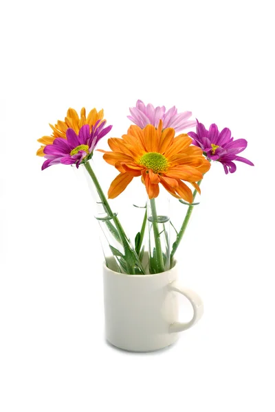 Flor de crisântemo isolado sobre fundo branco . — Fotografia de Stock