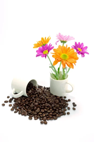 Chrysant en geroosterde koffiebonen geïsoleerd op witte backgro — Stockfoto