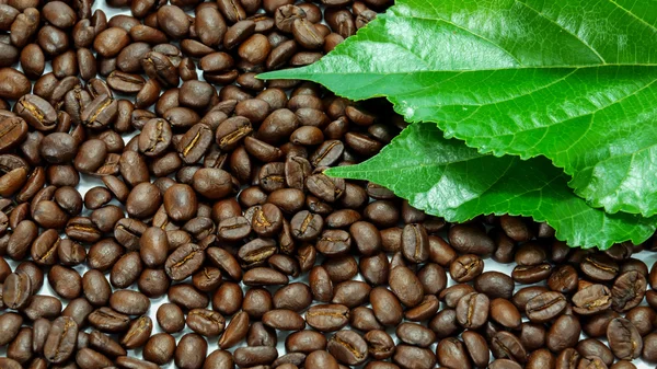 Roasted coffee beans — Stock Photo, Image