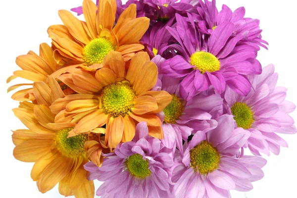 Chrysanthemum flower isolate on white background. — Stock Photo, Image