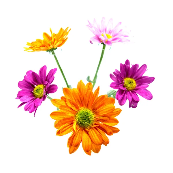 Flor de crisantemo aislado sobre fondo blanco . — Foto de Stock