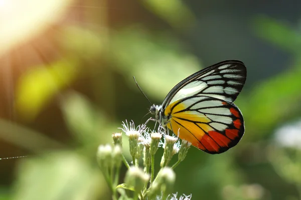 Бабочка на белом цветке — стоковое фото