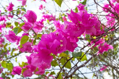 pembe Begonviller çiçek.