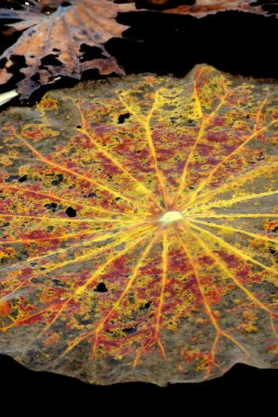 Eski lotus yaprakları