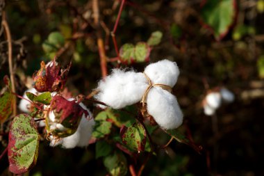 Close-up of Ripe cotton bolls on branch clipart