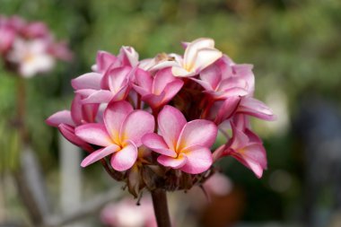 pembe frangipani
