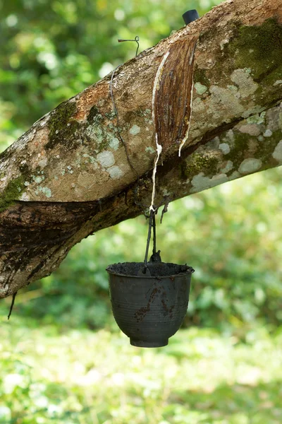 Verse latex mondt uit in de cup van rubber bomen. — Stockfoto