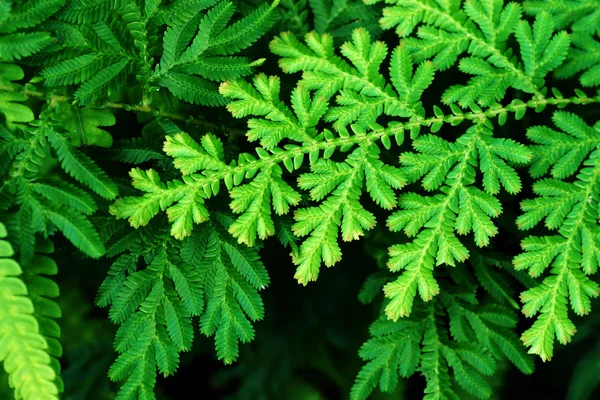 Verse groene bladeren van varens (spike moss familie) — Stockfoto