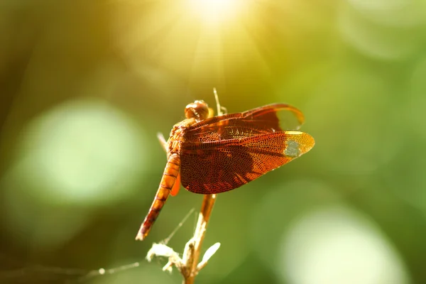 Červená vážka na světlém pozadí — Stock fotografie