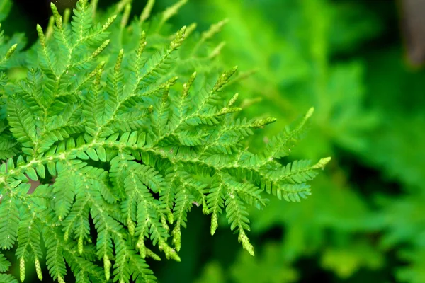 펀 (스파이크 모스 가족의 신선한 녹색 잎) — 스톡 사진