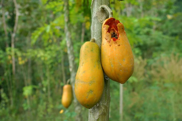 Mamão maduro na árvore — Fotografia de Stock